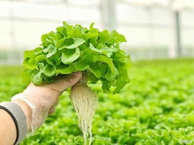 新疆立体化无土栽培蔬菜智能种植规格「青泓农业」